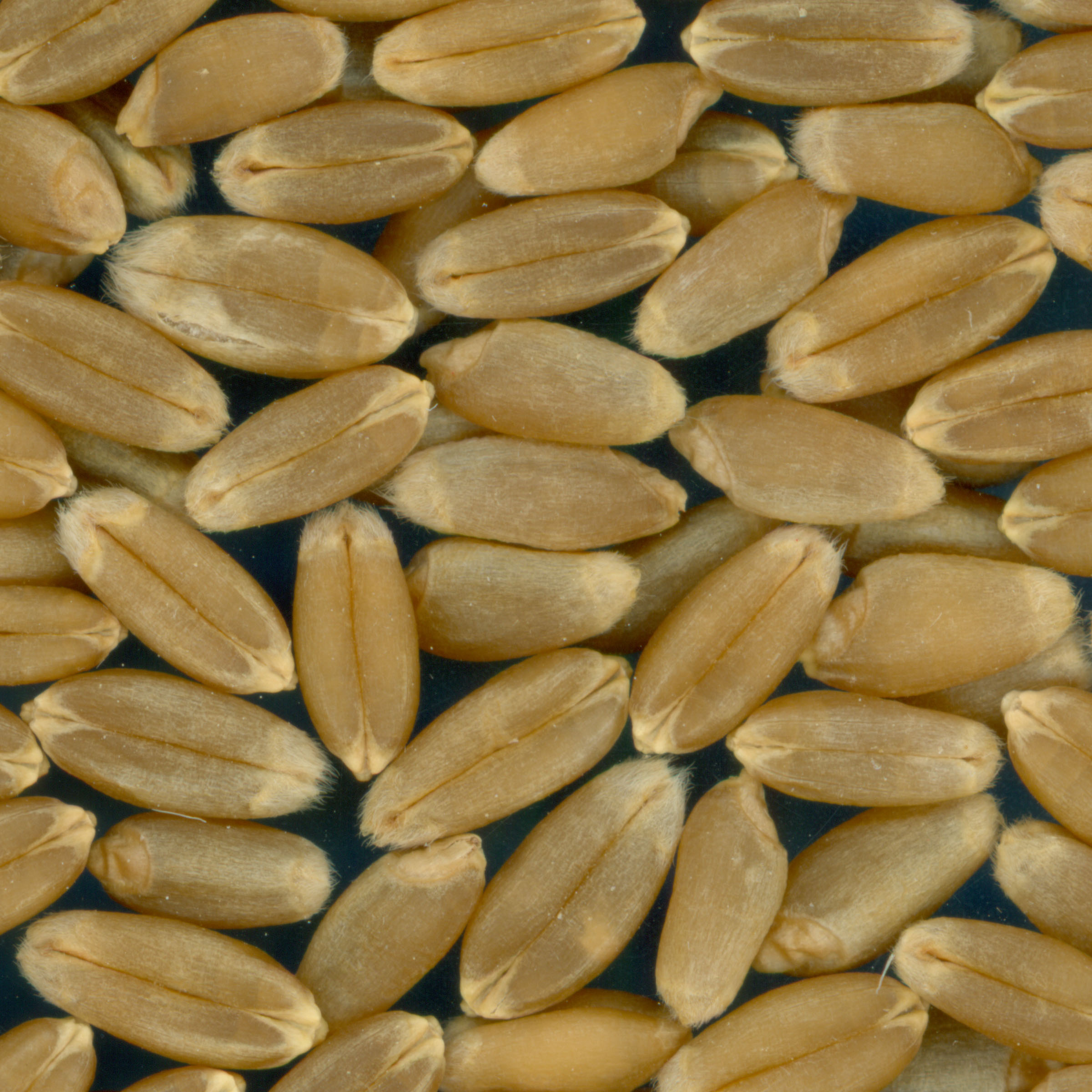 KERNELS